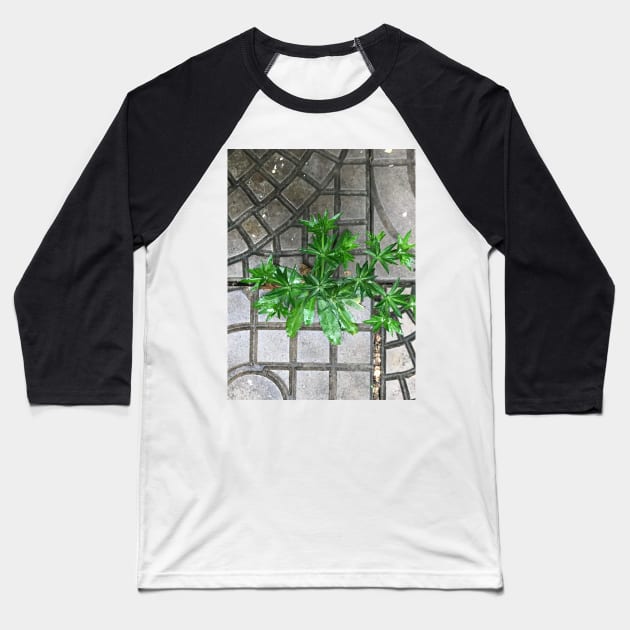 Culantro herb grass on the pavement background Baseball T-Shirt by FOGSJ